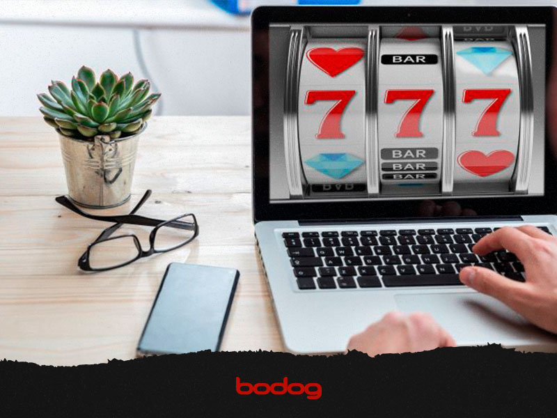 bodog